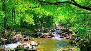 Som da Floresta e Pássaros  quotMúsicaquot Para Relaxamento e Acalmar [upl. by Ihsakat]