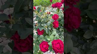 Rose bush♥️🥀 rosebush bush flower flowers rose rosé flowerbed roseflowergarden loverose [upl. by Euqinomod203]