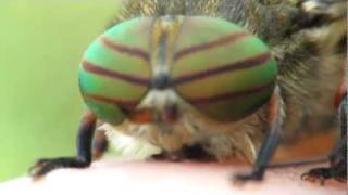 Hybomitra horsefly close up [upl. by Ghassan386]