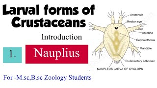 Part1 Larval forms of CrustaceansIntroductionNauplius For MscBsc zoology students [upl. by Zacharia]