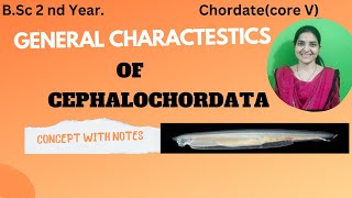 General Characteristics Of Cephalochordate BSc 2nd yearchordatescephalochordates [upl. by Wells]