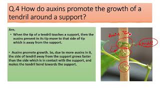 How do auxins promote the growth of a tendril around a support [upl. by Torrie]