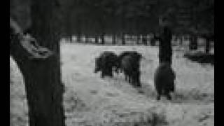 Hongerige dieren op de Veluwe 1955 [upl. by Nyleuqaj189]