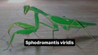 Sphodromantis viridis [upl. by Einhorn87]