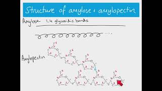 AS Biology  Starch and glycogen [upl. by Kasey]