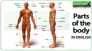 Parts of the body in English  Learn English vocabulary  ESOL Parts of the body with pictures [upl. by Meid872]