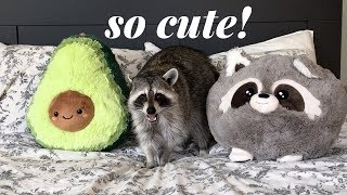 Raccoon Reacts to Life Size Raccoon Pillow [upl. by Tawney]