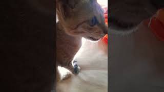 cat kitts cuteanimal cute kittenkuts sleepycat music cat [upl. by Saqaw]