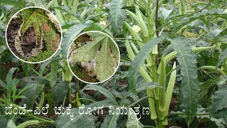 CONTROL MEASURES OF LEAF SPOT IN BENDE LADIES FINGER [upl. by Atirat712]