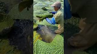 Water Caltrop Harvest：Nature’s Gift🎁🌱 working food [upl. by Wicks]