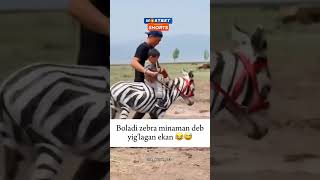 Bolada zebra minaman deb 😇💟😅 uzbekistan sevishganlarsuhbati baxt1sarim million shorts [upl. by Rigby]