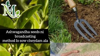 How To sow Ashwagandha Complete Guide [upl. by Hyps]