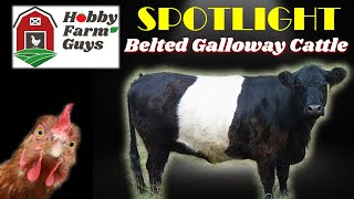 HFG Farm Animal Spotlight Belted Galloway Cattle [upl. by Avilys476]