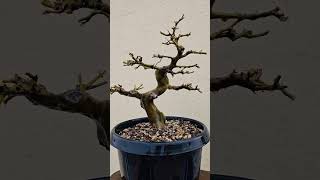 Brazilian Rain Tree Bonsai Tree adityastinytrees [upl. by Yelyab329]