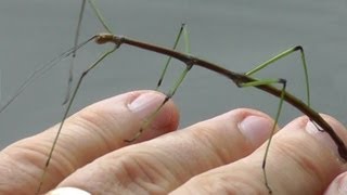 🐝 Walking Stick Insect  Real Japan Monsters [upl. by Crim]