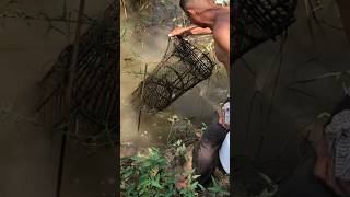 Survival fishing trap bigsnail fishingtips snailfish [upl. by Suixela]