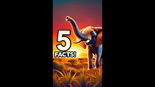 5 Amazing Facts About Elephants 🐘 [upl. by Judie660]