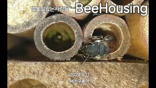 비하우징 벌볼일있는사람들 내친구봄이 애가위벌 야생벌 서식지 bee megachile BeeHousing korea [upl. by Kessler]