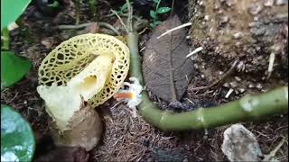 Stinkhorn mushrooms of Goa  egg stages of Phallus indusiatus at Sadolxem Canacona 3 [upl. by Kudva]