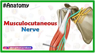 Musculocutaneous nerve Anatomy USMLE Step 1 Origin Course innervation and Clinical relations [upl. by Vanhook656]