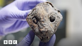 How 180000 mummified cats ended up in England  BBC Global [upl. by Adnwahsat]