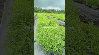 Organic Stevia Farm Video taken on 09 09 2024 swadeshifarmsherbals stevia steviafarming [upl. by Teeniv744]