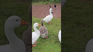 The Pilgrim Geese Female Campbelltown Australia [upl. by Acinaj]