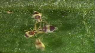 Spirngtail collembole mating dance collembola danse de reproduction [upl. by Lanza]