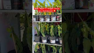 Mislabeled Dragon Fruit Plants 🙃 pitahaya dragonfruit homedepot lowes gardening hylocereus [upl. by Anabal]