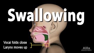 Mechanism of Swallowing Animation in Child model [upl. by Nancie]