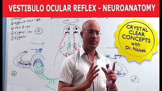 Vestibulo Ocular Reflex  Neuroanatomy [upl. by Aivuy]