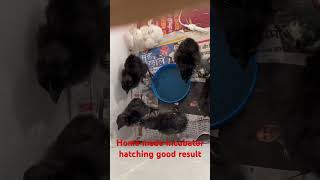 homemade incubator result hatchingrir kadaknath blackaustralorp chicks [upl. by Aielam]