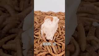 10 000 Mealworms vs VEGAN CHEESE [upl. by Ailin]