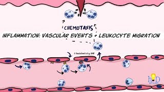 Inflammation Vascular events and leukocyte migration [upl. by Taggart]