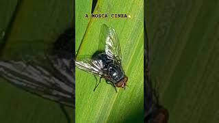 💫 A MOSCA CINZA nature fly sorhts insects viralvideo viral [upl. by Llenaj]