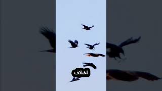 ما سر العداوة بين الغراب و البومة ؟ [upl. by Inad]