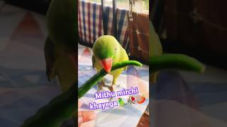 😘🦜💕 Rio parrot Mirchi Kha Raha 🌺💫🦜 funny parrotlover cute riotalkingparrot shortvideos love [upl. by Knuth70]