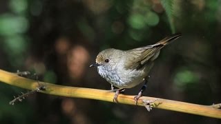 Brown thornbill mimics the hawk warning call to scare off predators [upl. by Zipah]