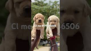 Lab puppies available trending viralshort reelsvideo shortvideo exploremore youtubeshorts [upl. by Irra861]