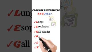 foregut derivatives mnemonic [upl. by Seiter874]