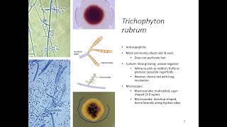 Dermatophytes [upl. by Anchie]