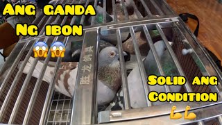 TALO NA NAMAN TAYO NITO😰😰 ANG GANDA NG CONDITION NG IBON NILA😱😱pigeonracing kalapati [upl. by Christiano]