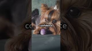 Meet the Affenpinscher The Monkey Terrier [upl. by Ahsap]