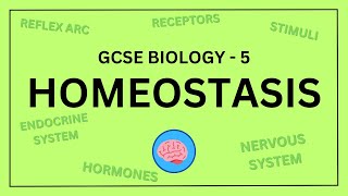 AQA GCSE Biology in 10 Minutes  Topic 5  Homeostasis and Response [upl. by Oiluj]