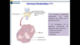 Clase 5 Fisiología Endocrina Parathormona y Regulación del Calcio [upl. by Yraek]