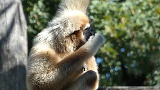 Lar gibbon Hylobates lar gibbon baby – Lumix DCFZ 82 Superzoom [upl. by Boot]