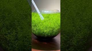 Pearlweed after one year aquarium aquascape fishtank plantedtank plants fish diy [upl. by Ramilahs]