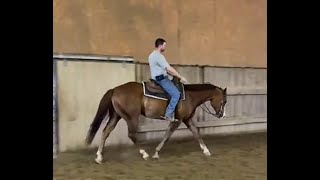 DGS Tall Tales  2020 AQHAAPHA Gelding  PR Tells A Tale  Started Under Saddle  Sept 2023 [upl. by Fortuna]