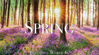 Amazing Colors of Spring 4K Nature Relaxation Film  Relaxing Piano Music  Natural Landscape [upl. by Saideman]