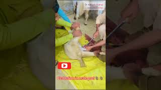 Castration in buck  male goat🐐 close castration [upl. by Larred]